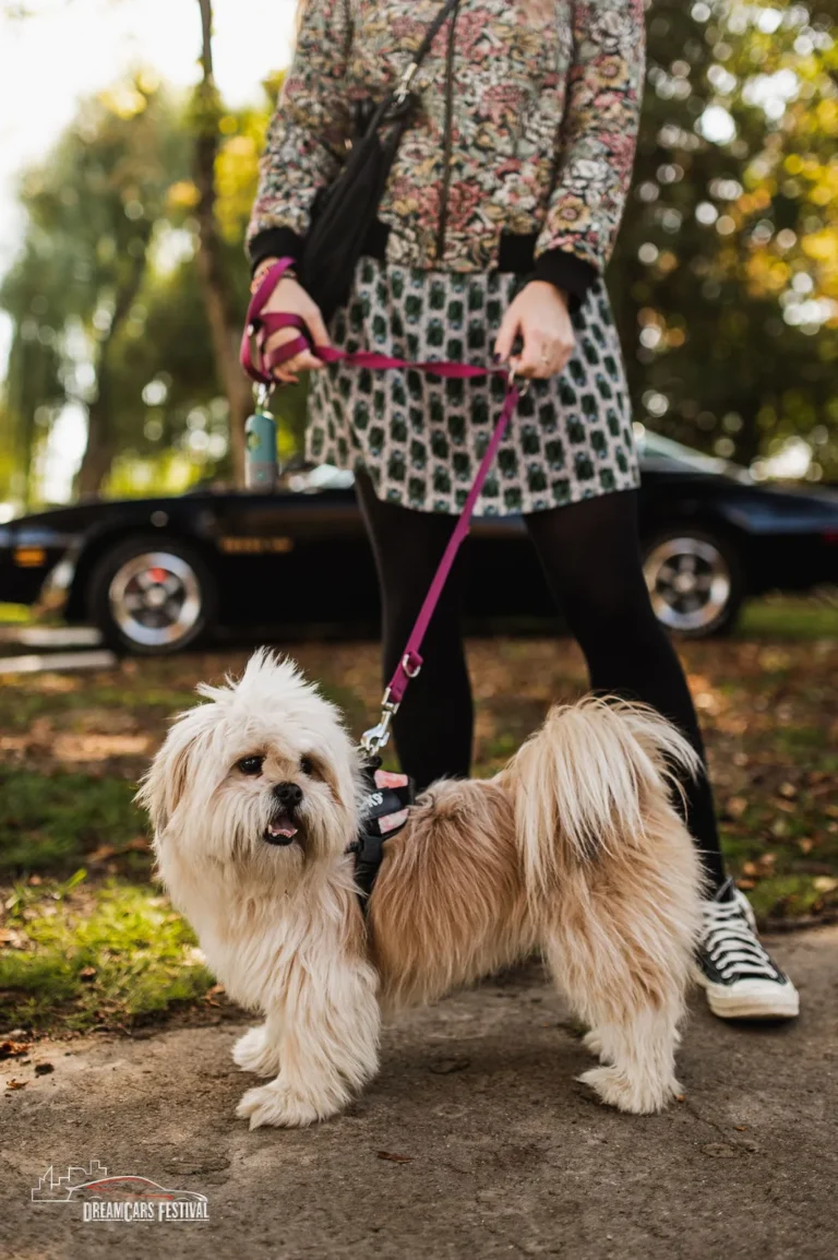 Visiteur accompagné de deux chiens au Dream Car Festival au Luxembourg